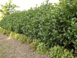 Laubhecken-immergr�n