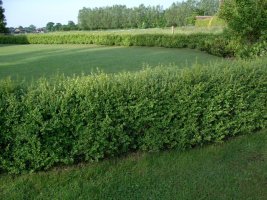 Buxus