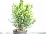 Buxus (Buchsbaum) im Container 