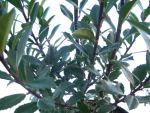 Ilex Heckenstar (Stechpalme) 