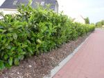 Kirschloorbeer rotundifolia im Container 