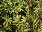 Eiben im Container 