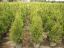 Thuja brabant im Container 