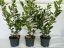 Kirschlorbeer Diana im Container Gr��e 60-80cm