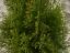 Thuja smaragd im Container 