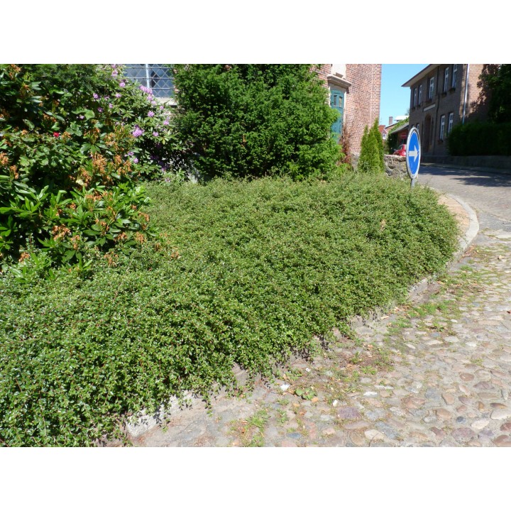 Cotoneaster 'Coral beauty' - Kriechmispel, 30-40cm