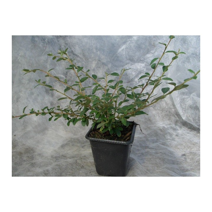 Cotoneaster 'Coral beauty' - Kriechmispel, 30-40cm