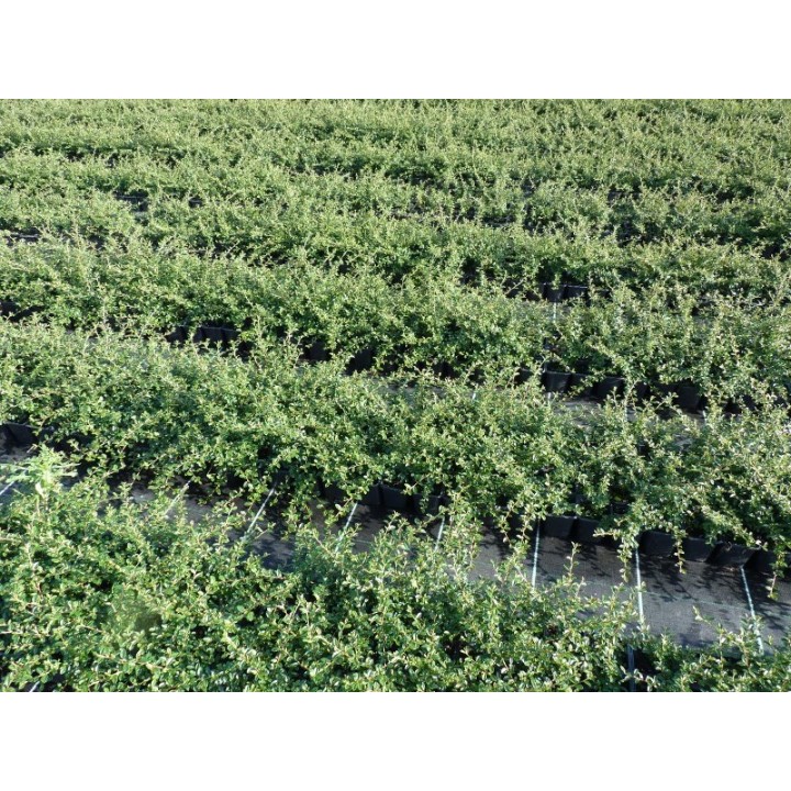 Cotoneaster 'Coral beauty' - Kriechmispel, 30-40cm