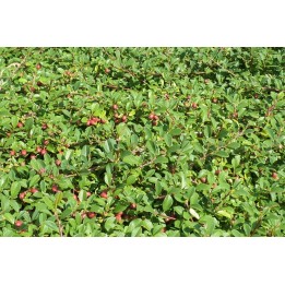Cotoneaster dammeri "Eichholz" - Kriechmispel