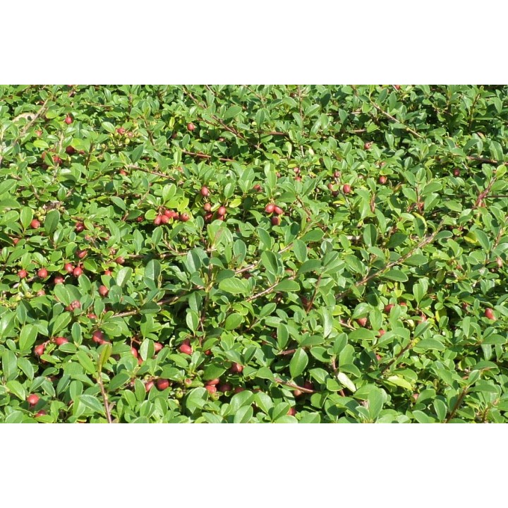 Cotoneaster dammeri "Eichholz" - Kriechmispel
