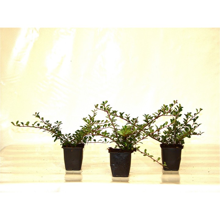Cotoneaster dammeri "Eichholz" - Kriechmispel