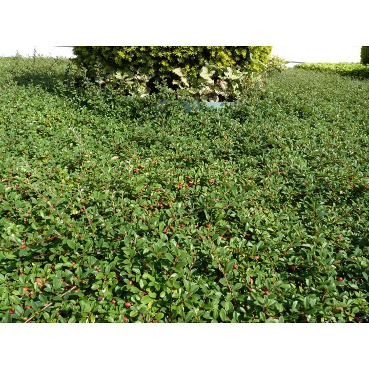 Cotoneaster dammeri "Eichholz" - Kriechmispel