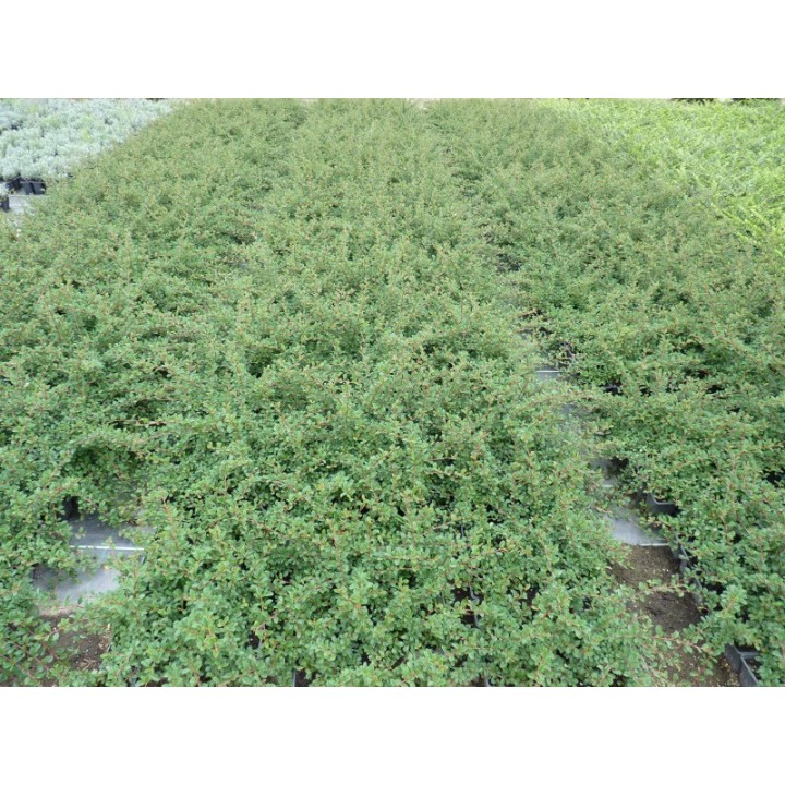 Cotoneaster dammeri "Eichholz" - Kriechmispel