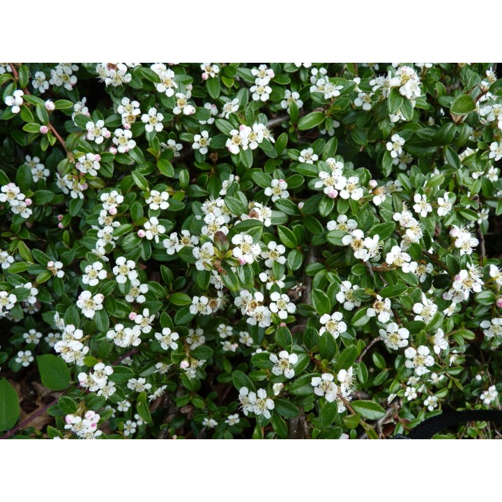 Cotoneaster 'Coral beauty' - Kriechmispel, 20-30cm