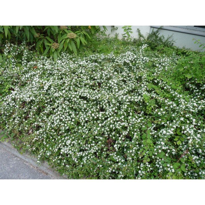 Cotoneaster 'Coral beauty' - Kriechmispel, 20-30cm