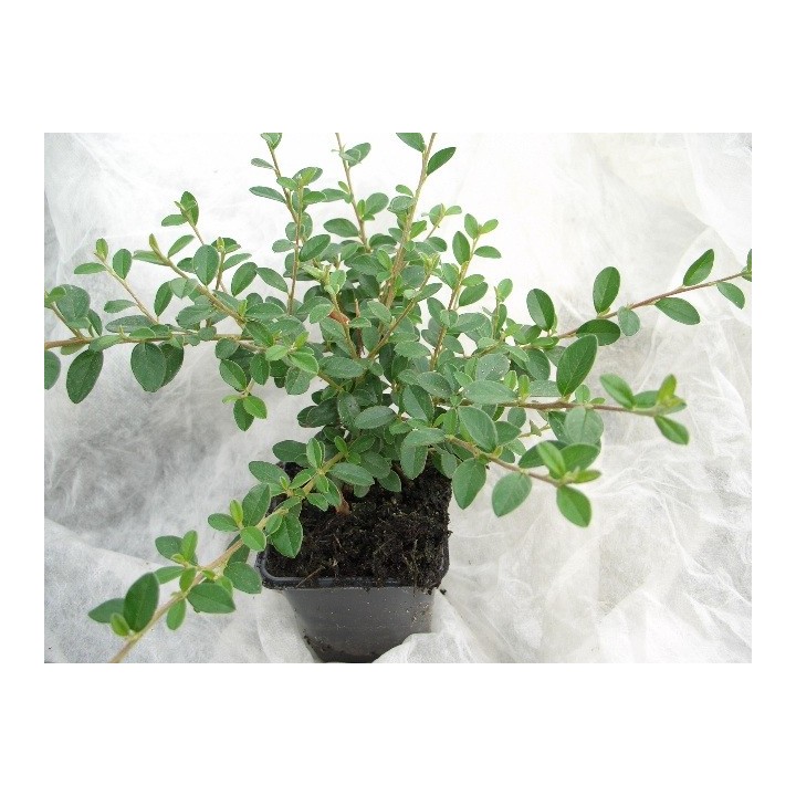 Cotoneaster 'Coral beauty' - Kriechmispel, 20-30cm