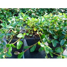 Cotoneaster dammeri 'radicans' - Kriechmispel