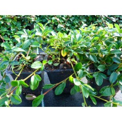 Kriechmispel 'radicans'