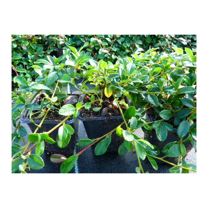 Cotoneaster dammeri 'radicans' - Kriechmispel