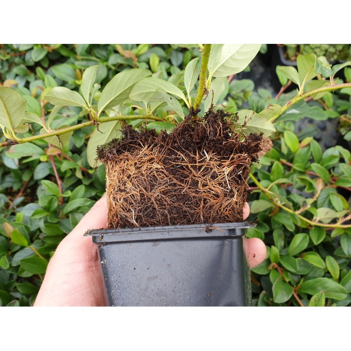 Cotoneaster dammeri 'radicans' - Kriechmispel