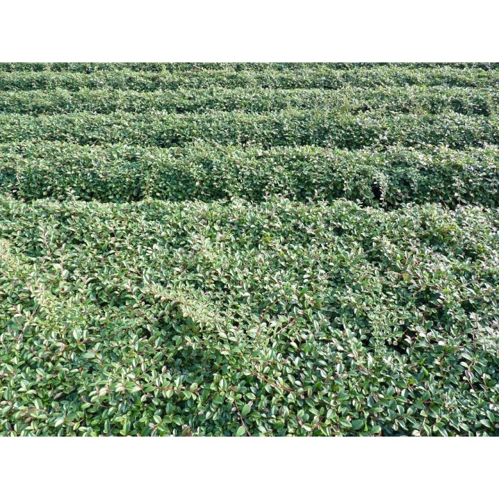 Cotoneaster dammeri 'radicans' - Kriechmispel