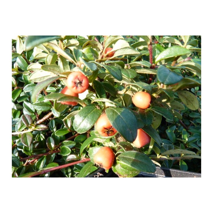 Cotoneaster dammeri 'radicans' - Kriechmispel
