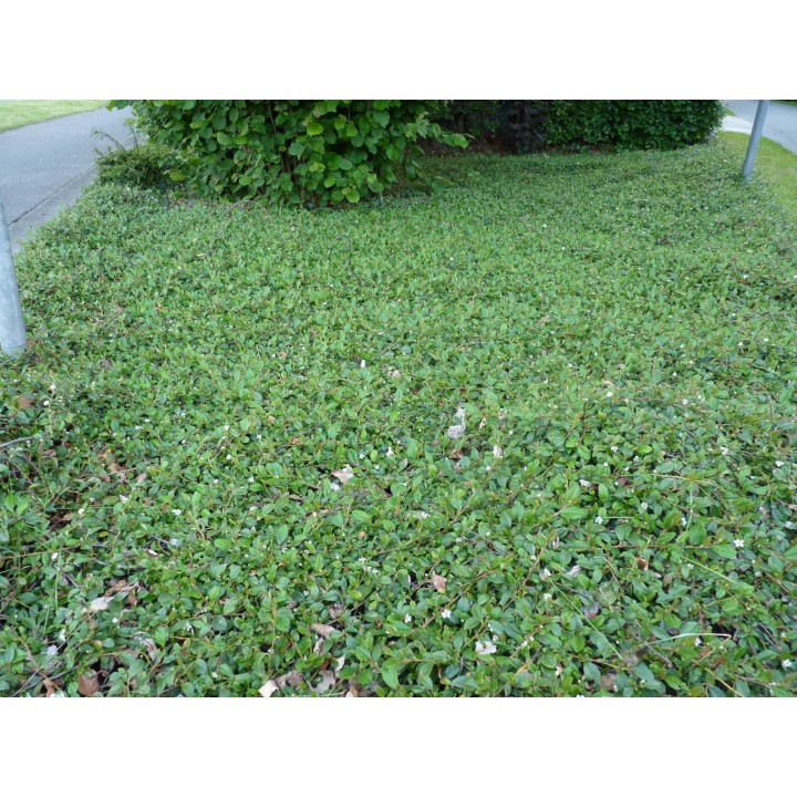 Cotoneaster dammeri 'radicans' - Kriechmispel