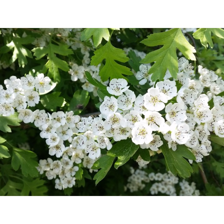 Crataegus monogyna - Weißdorn