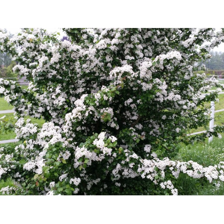 Crataegus monogyna - Weißdorn