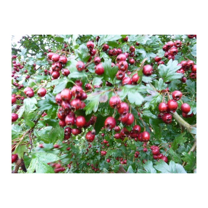 Crataegus monogyna - Weißdorn