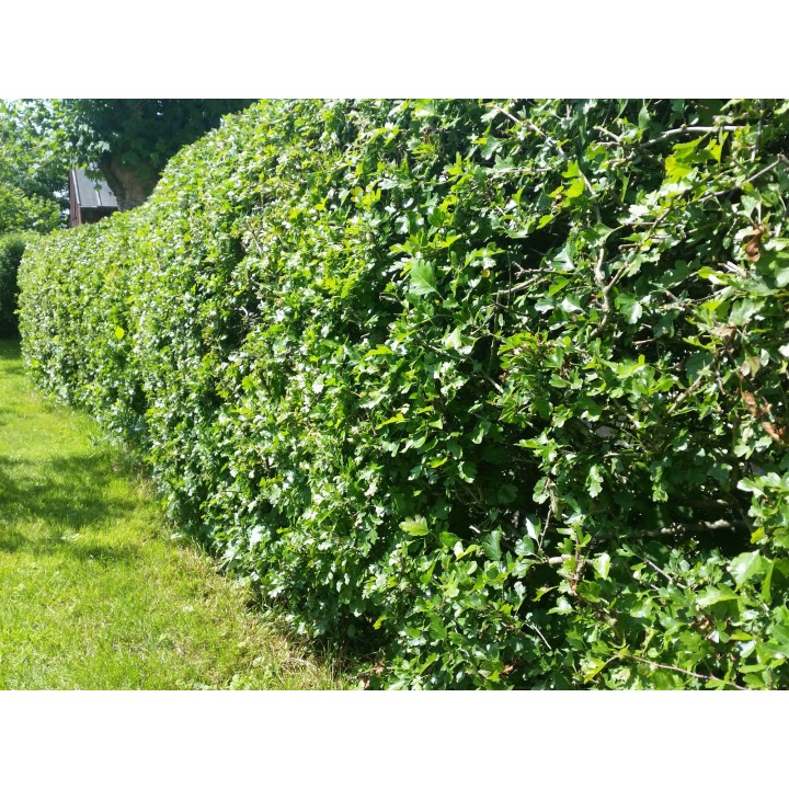 Crataegus monogyna - Weißdorn