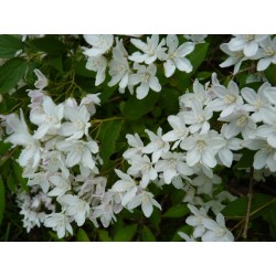 Deutzia 'gracilis'