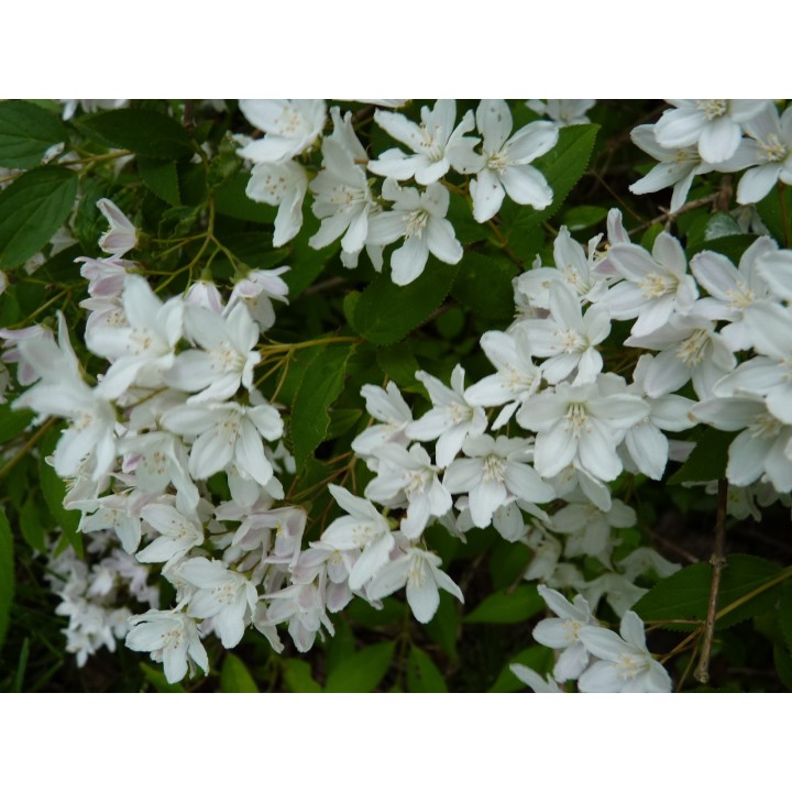 Deutzia 'gracilis' - Maiblumenstrauch