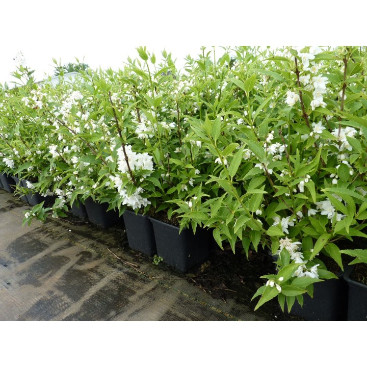 Deutzia 'gracilis' - Maiblumenstrauch