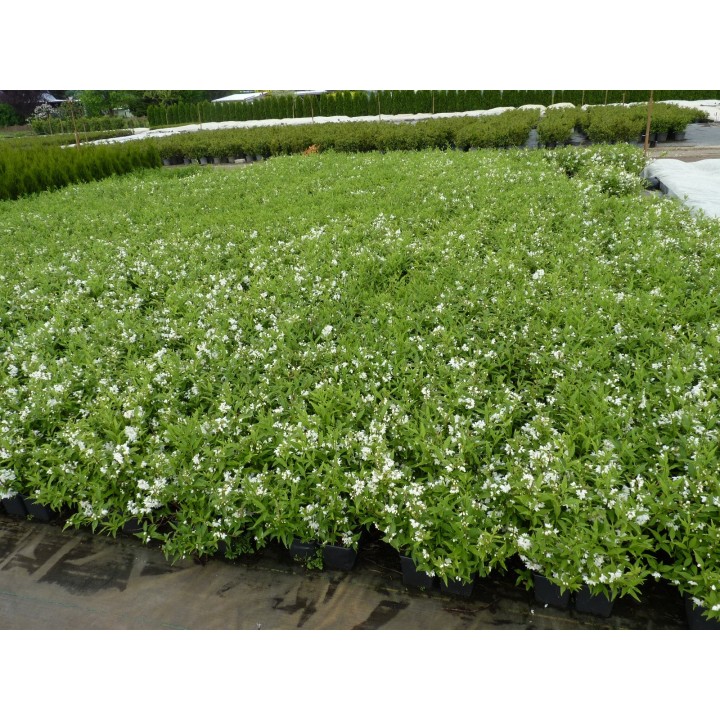 Deutzia 'gracilis' - Maiblumenstrauch