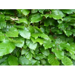 Fagus sylvatica - Rotbuchenpflanzen als Freilandware