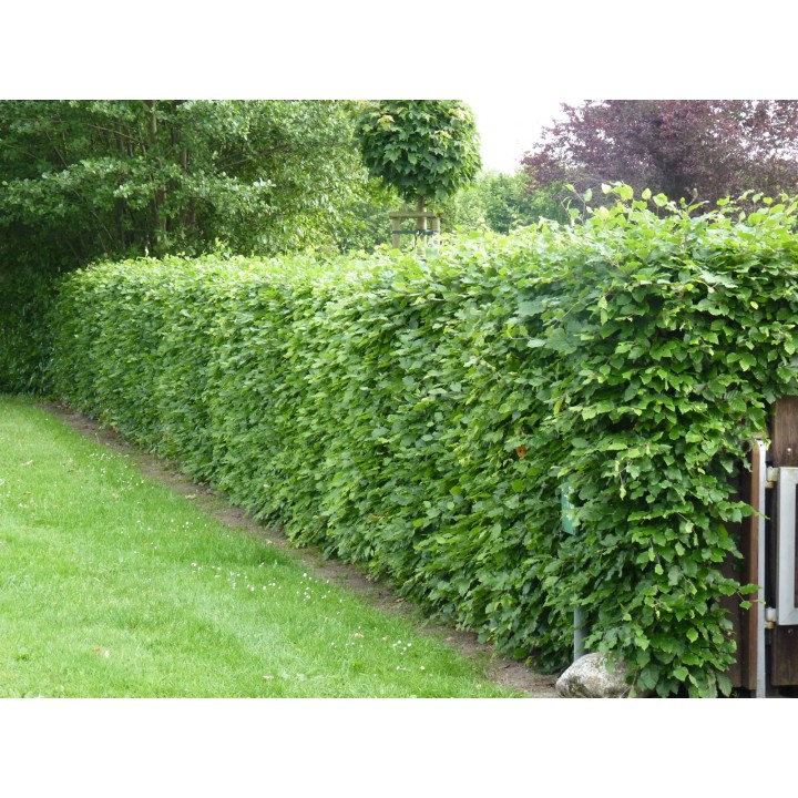 Fagus sylvatica - Rotbuchenpflanzen als Freilandware