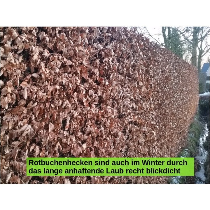Fagus sylvatica - Rotbuchenpflanzen als Freilandware