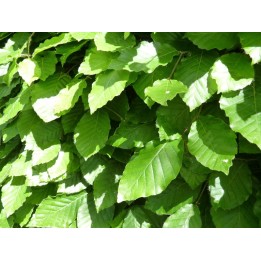 Fagus sylvatica - Rotbuchenpflanzen