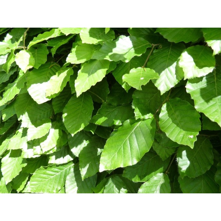 Fagus sylvatica - Rotbuchenpflanzen