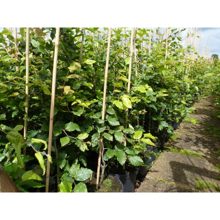 Fagus sylvatica - Rotbuchenpflanzen