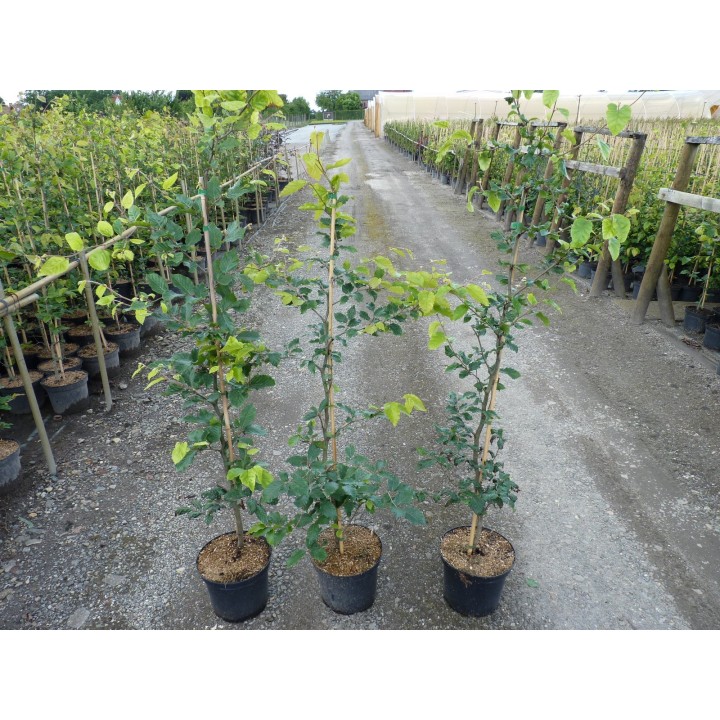 Fagus sylvatica - Rotbuchenpflanzen