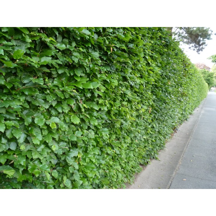 Fagus sylvatica - Rotbuchenpflanzen