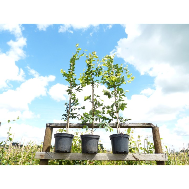 Fagus sylvatica - Rotbuchenpflanzen