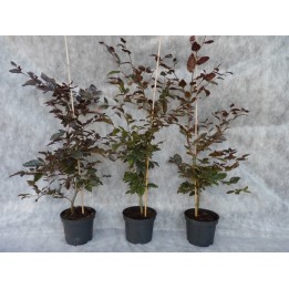 Fagus sylvatica purpurea - Blutbuche