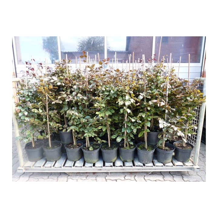 Fagus sylvatica purpurea - Blutbuche