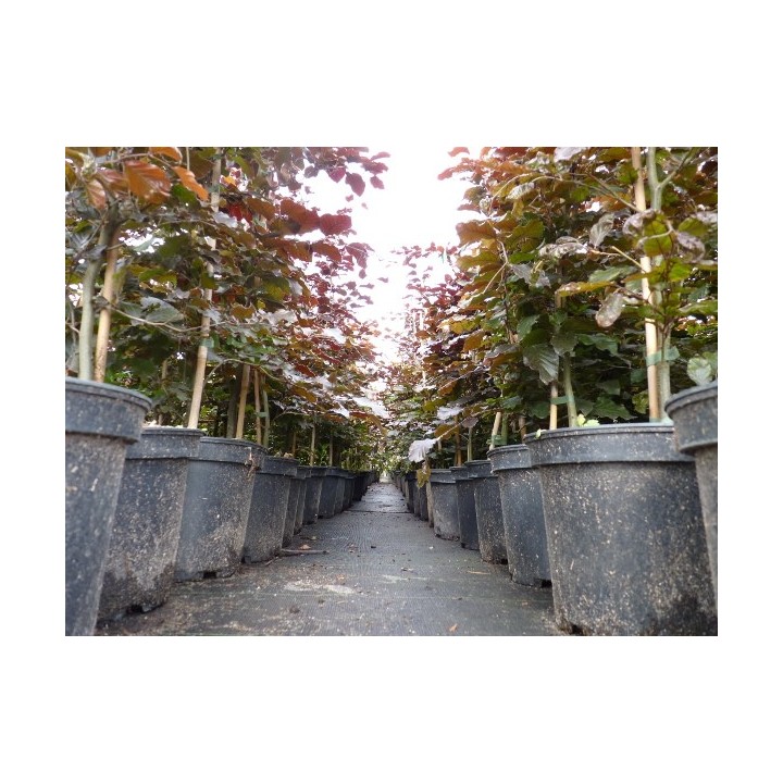 Fagus sylvatica purpurea - Blutbuche