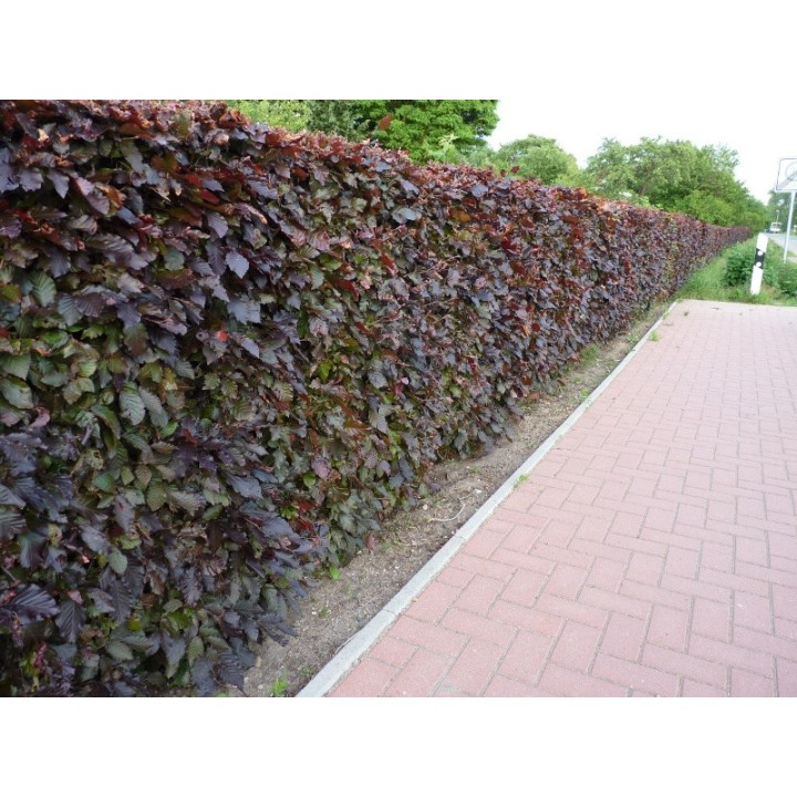 Fagus sylvatica purpurea - Blutbuche