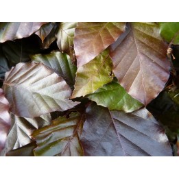 Fagus sylvatica purpurea - Blutbuche, Freilandware