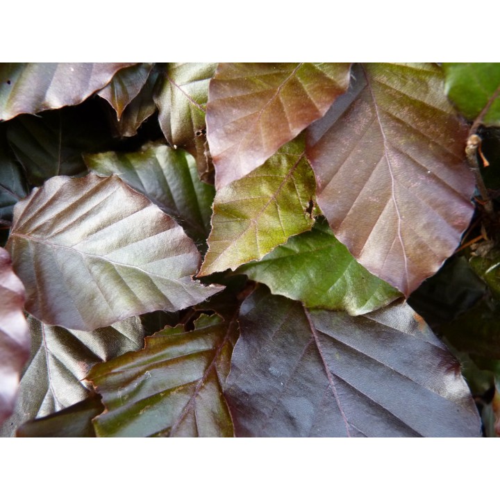 Fagus sylvatica purpurea - Blutbuche, Freilandware